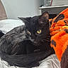 bed, black_cat, blanket, cat, close_up, cozy, curled_tail, domestic_animal, feline, fur, household, indoor, orange_blanket, pet, relaxed, resting, sleepy, soft_texture, whiskers, yellow_eyes