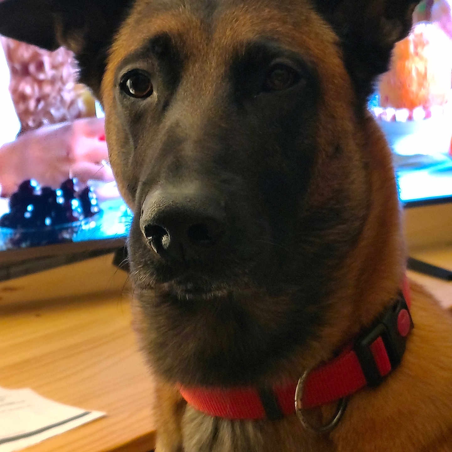 Tulum participe au concours pour gagner de l'argent avec cette photo : animal, black_muzzle, blurred_background, brown_fur, canine, close_up, dog, domestic_animal, ears, face, household, indoor, looking, paper, pet, red_collar, sitting, table, television, wooden_surface
