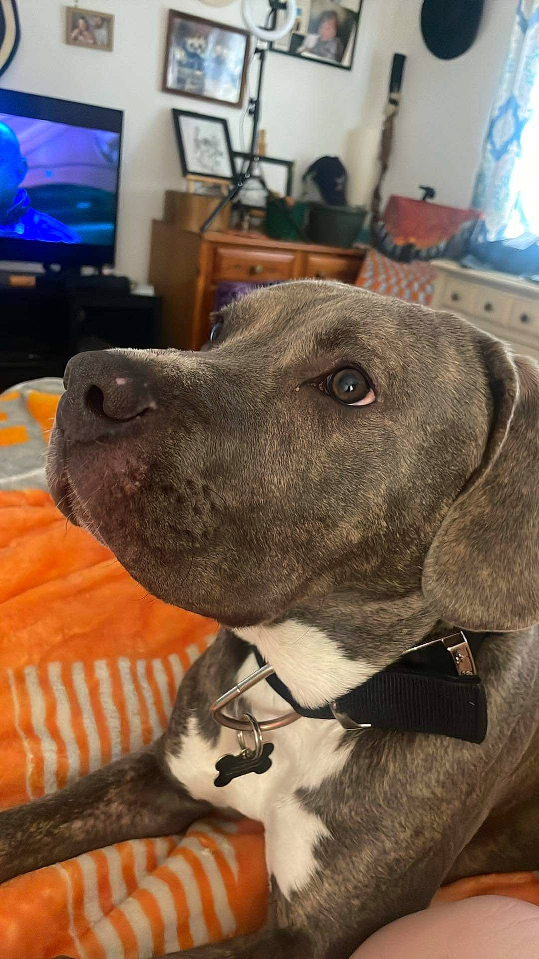 Diesel is registered to the contest to win money with this photo: cable_television, carnivore, collar, companion_dog, display_device, dog, dog_breed, dog_collar, fawn, fur, home_appliance, led_backlit_lcd_display, pet_supply, picture_frame, snout, sporting_group, television, television_set, whiskers, working_animal