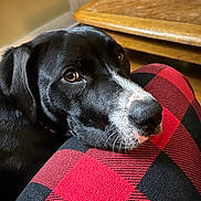 Sloan is registered to the contest to win money with this photo: dog, black_dog, white_markings, pet, animal, canine, close_up, portrait, snoot, brown_eyes, floppy_ears, shiny_fur, resting, indoor, home, wooden_table, plaid, red_blanket, cozy, candid