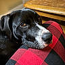 dog, black_dog, white_markings, pet, animal, canine, close_up, portrait, snoot, brown_eyes, floppy_ears, shiny_fur, resting, indoor, home, wooden_table, plaid, red_blanket, cozy, candid