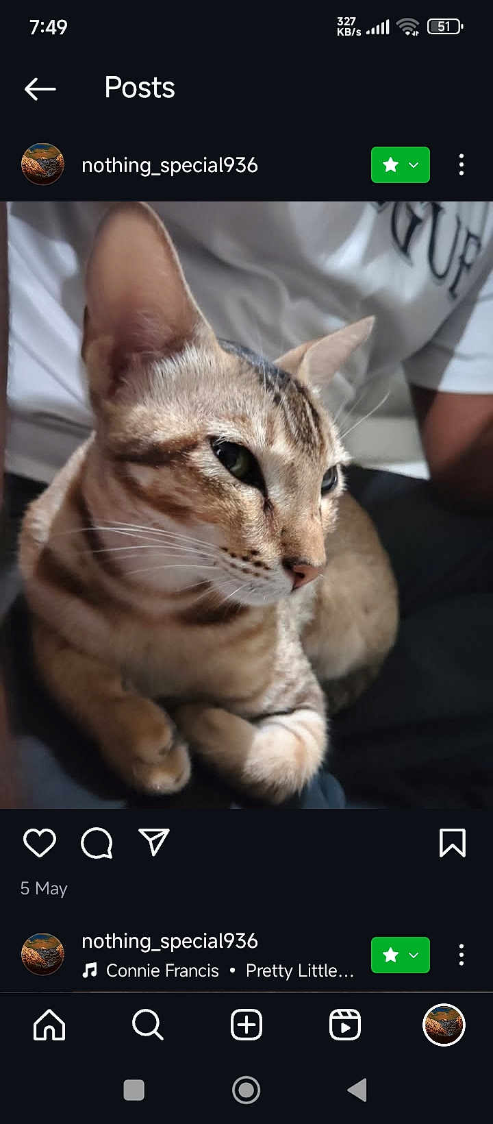 Mew joined the competition — help win amazing prizes! cat, tabby, animal, pet, fur, whiskers, ears, close_up, indoor, lap, person, clothing, shirt, pants, relaxed, sitting, face, portrait, domestic_animal, cute