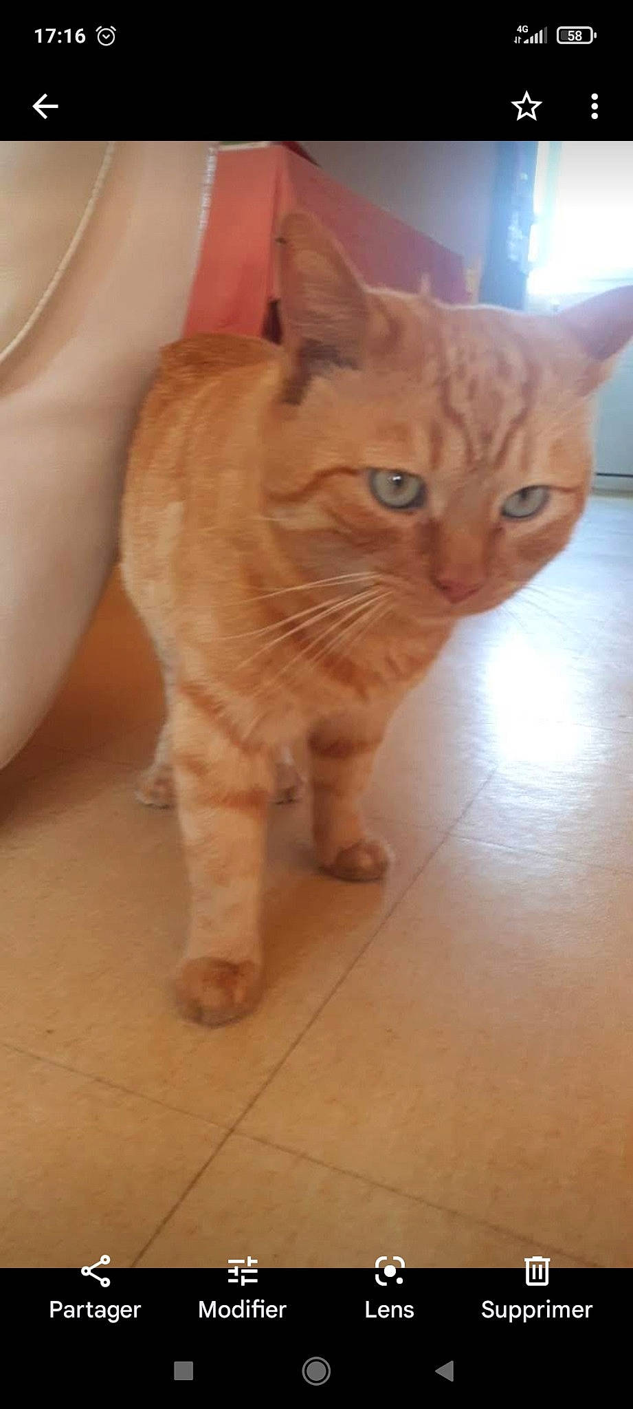 Mango participe au concours pour gagner de l'argent avec cette photo : carnivore, cat, claw, domestic_short_haired_cat, fawn, felidae, floor, flooring, foot, fur, hardwood, paw, small_to_medium_sized_cats, snout, tail, terrestrial_animal, varnish, whiskers, wood