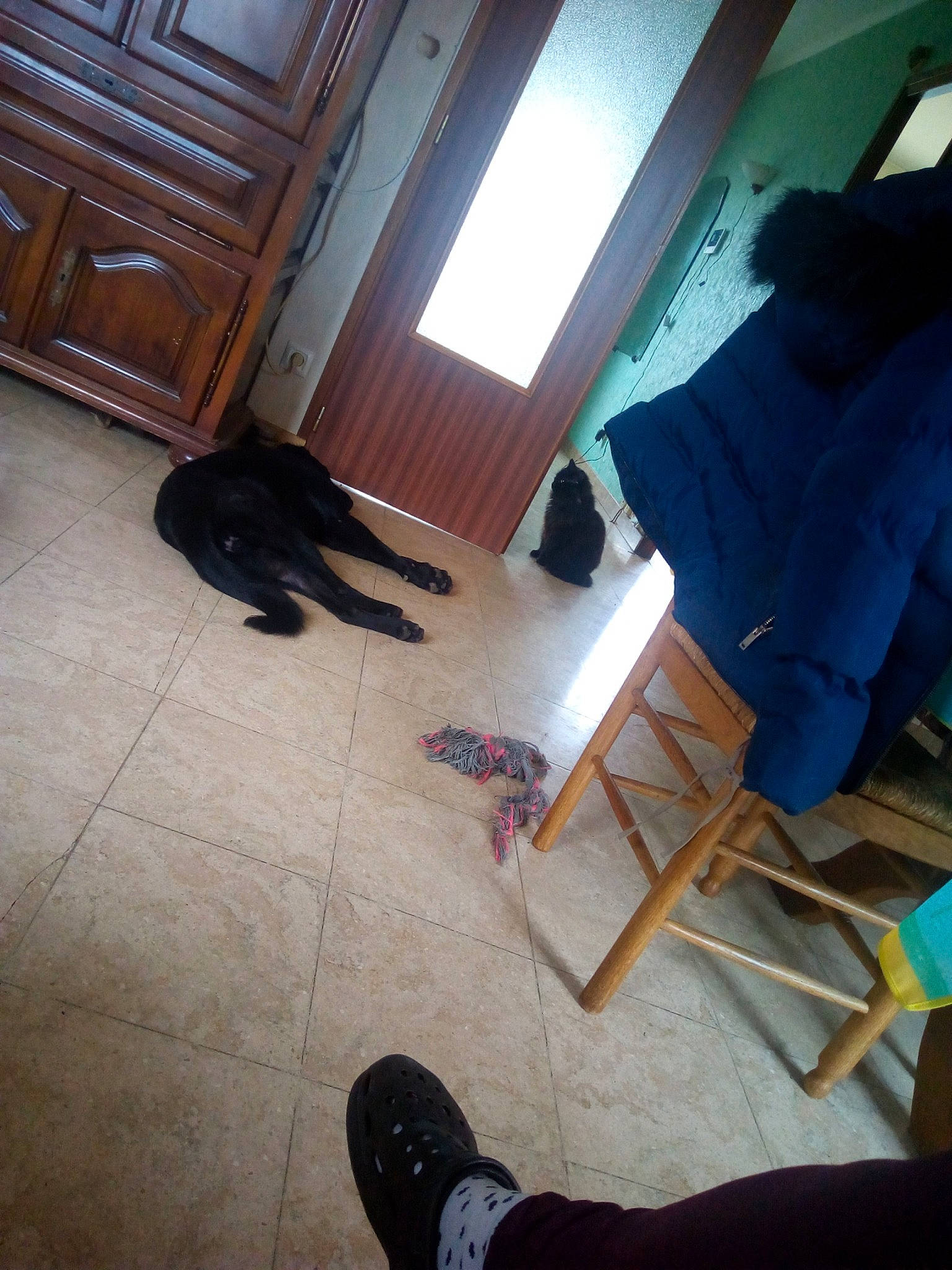 Cayenne a rejoint le concours — aidez-le/la à gagner de superbes lots ! cat, felidae, floor, flooring, foot, footwear, hardwood, leg, room, shoe, small_to_medium_sized_cats, tile, wood