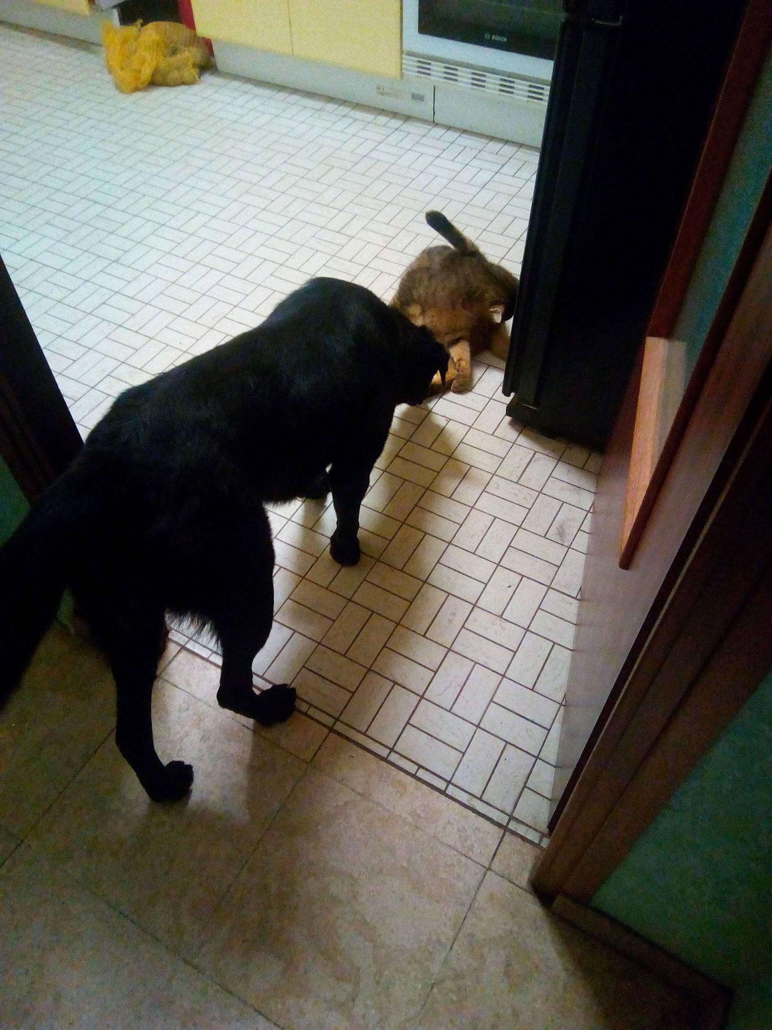 Cayenne a rejoint le concours — aidez-le/la à gagner de superbes lots ! black_cat, canidae, carnivore, cat, companion_dog, dog, dog_breed, felidae, floor, flooring, guard_dog, hardwood, non_sporting_group, small_to_medium_sized_cats, sporting_group, tail, tile