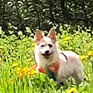 Scooby Doo is registered to the contest to win money with this photo: dog, white_dog, bow_tie, grass, garden, outdoor, sunny, flowers, yellow_flowers, greenery, sitting, pet, collar, animal, canine, portrait, nature, backyard, blurry, low_resolution