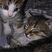 Dottie And Jasmine joined the competition — help win amazing prizes! animal, bed, blanket, cat, closeup, companions, cozy, curious, cute, fur, indoor, kitten, pets, resting, sleep, sleeping, soft, tabby, whiskers, young