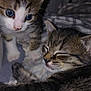 animal, bed, blanket, cat, closeup, companions, cozy, curious, cute, fur, indoor, kitten, pets, resting, sleep, sleeping, soft, tabby, whiskers, young