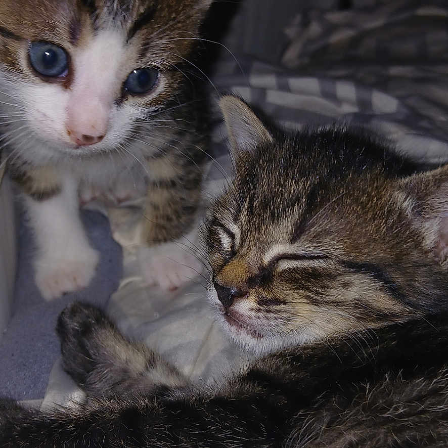 Dottie And Jasmine joined the competition — help win amazing prizes! animal, bed, blanket, cat, closeup, companions, cozy, curious, cute, fur, indoor, kitten, pets, resting, sleep, sleeping, soft, tabby, whiskers, young