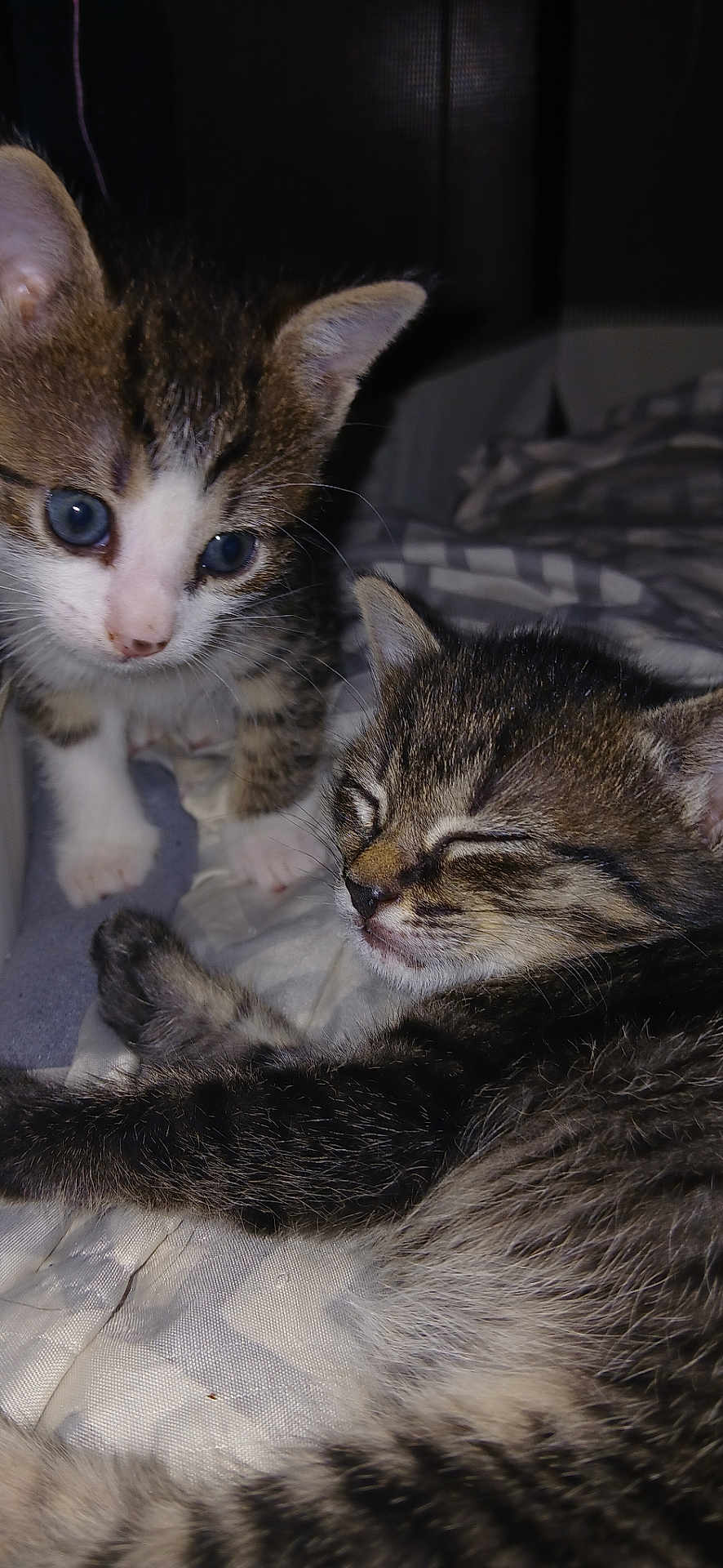 Dottie And Jasmine joined the competition — help win amazing prizes! animal, bed, blanket, cat, closeup, companions, cozy, curious, cute, fur, indoor, kitten, pets, resting, sleep, sleeping, soft, tabby, whiskers, young