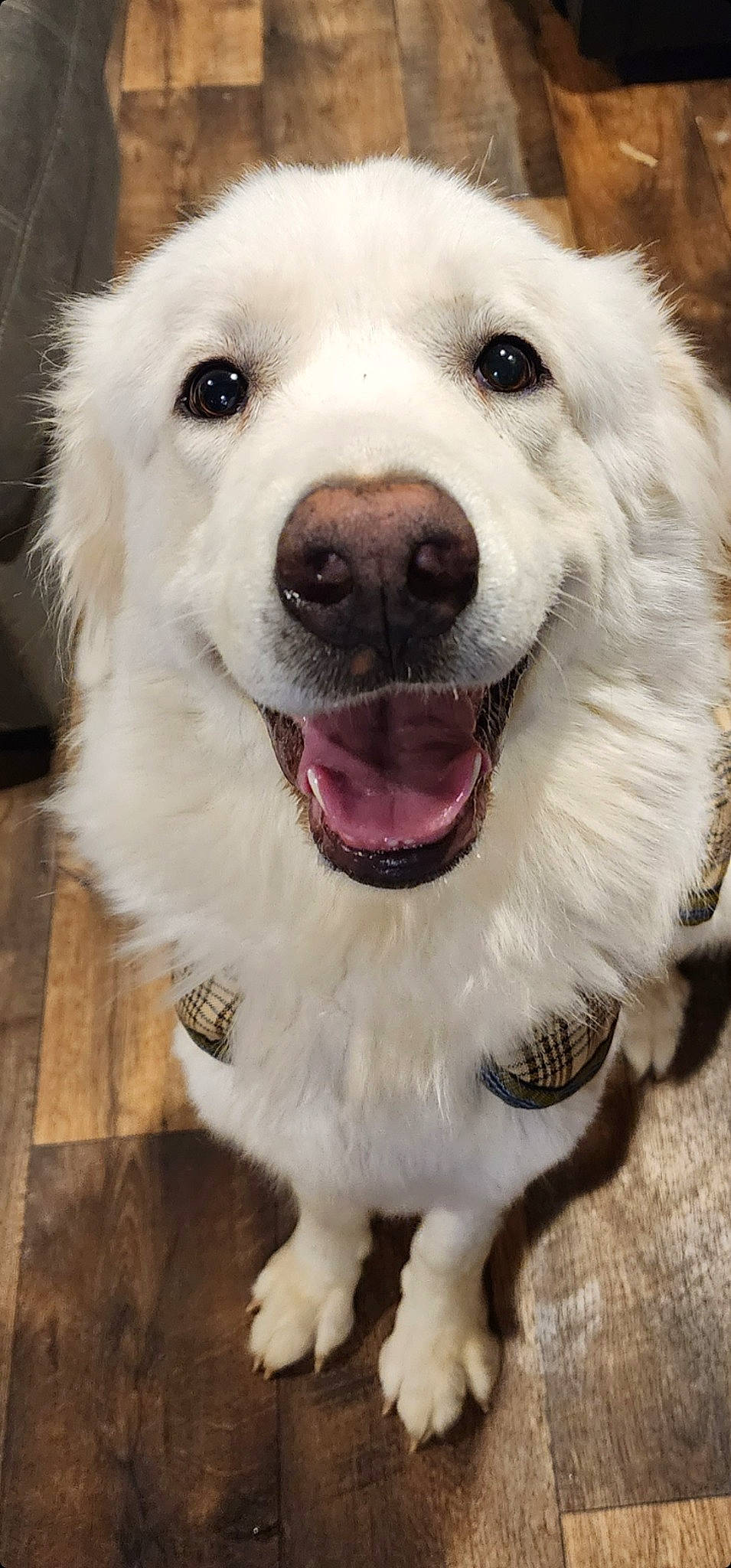 Eevee is registered to the contest to win money with this photo: canidae, carnivore, collar, companion_dog, dog, dog_breed, dog_collar, fang, fur, happy, kuvasz, nose, pet_supply, photograph, snout, sporting_group, whiskers, white, working_animal, working_dog