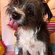 Oliver joined the competition — help win amazing prizes! dog, pet, cute, tongue_out, scruffy, indoor, wooden_wall, curious, small_dog, furry, sitting, playful, cushion, colorful, close_up, animal, companion, friendly, fur, house