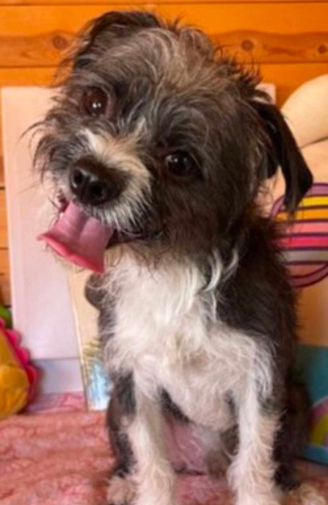 Oliver joined the competition — help win amazing prizes! dog, pet, cute, tongue_out, scruffy, indoor, wooden_wall, curious, small_dog, furry, sitting, playful, cushion, colorful, close_up, animal, companion, friendly, fur, house
