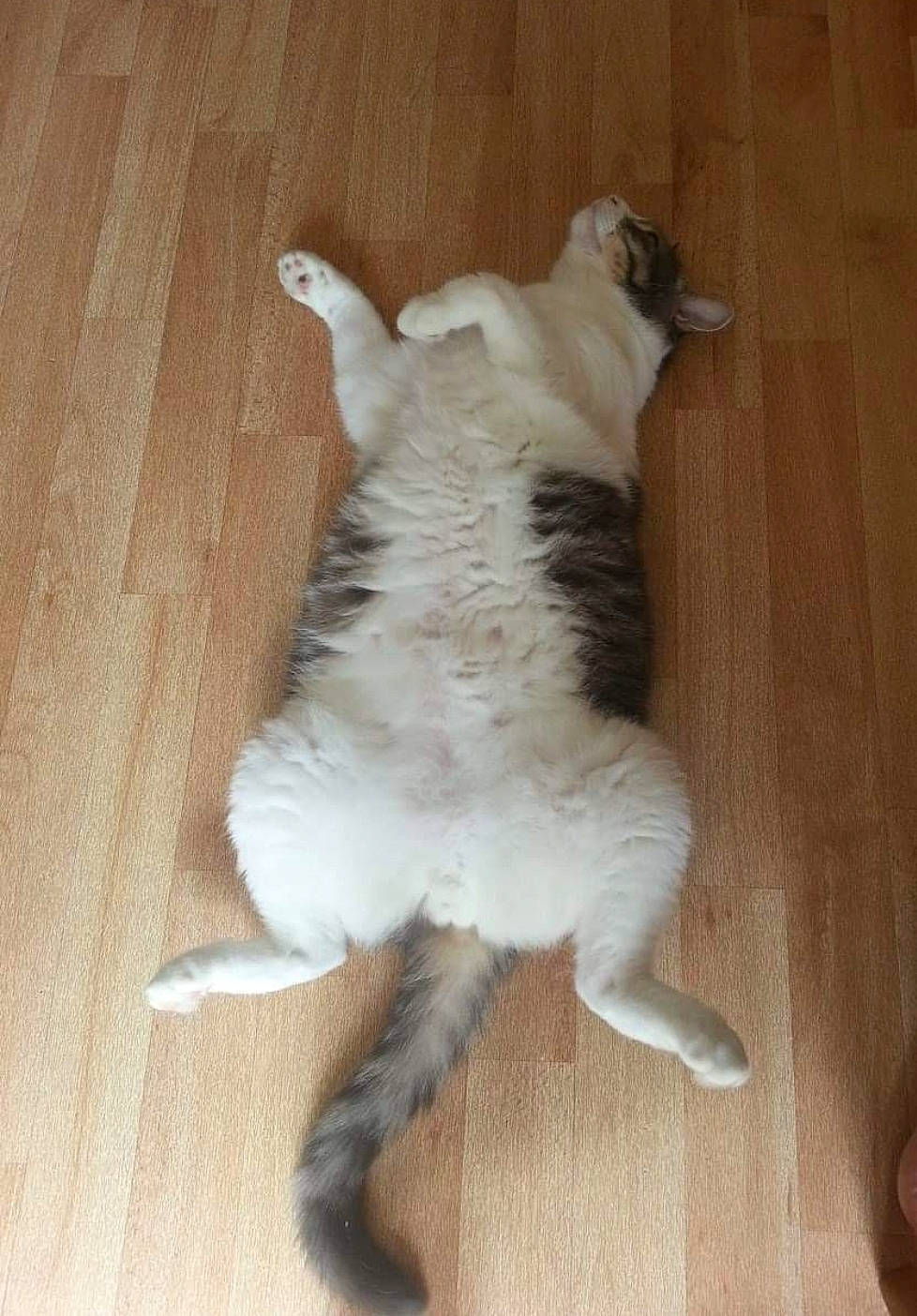 Chamalo participe au concours pour gagner de l'argent avec cette photo : carnivore, cat, claw, fawn, felidae, floor, flooring, foot, fur, hardwood, laminate_flooring, paw, plywood, small_to_medium_sized_cats, tail, varnish, wood, wood_flooring, wood_stain