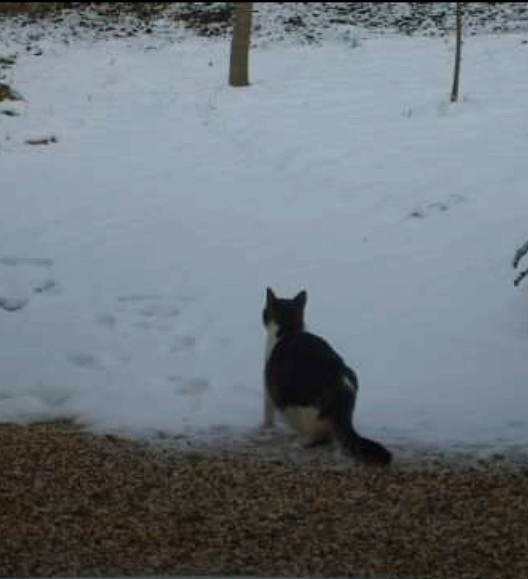 Chamalo participe au concours pour gagner de l'argent avec cette photo : carnivore, cat, dog_breed, felidae, freezing, fur, geological_phenomenon, grey, ice, precipitation, small_to_medium_sized_cats, snout, snow, tail, whiskers, winter