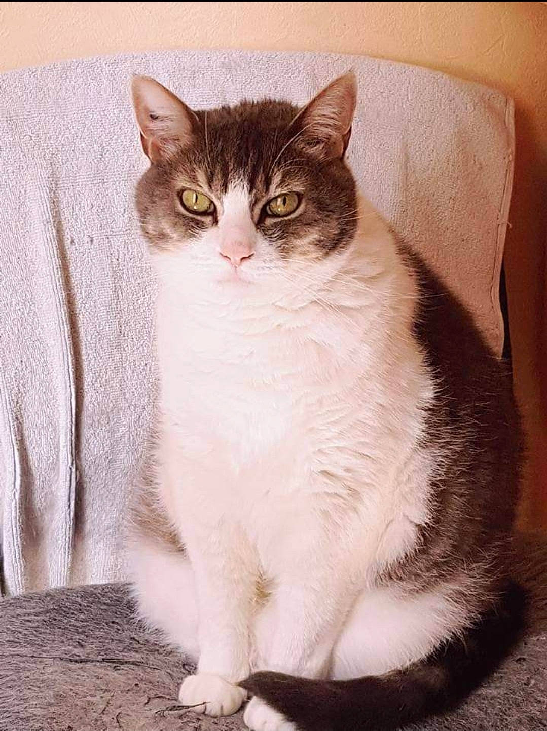 Chamalo a rejoint le concours — aidez-le/la à gagner de superbes lots ! carnivore, cat, couch, domestic_short_haired_cat, felidae, fur, linens, pet_supply, small_to_medium_sized_cats, snout, tail, vertebrate, whiskers