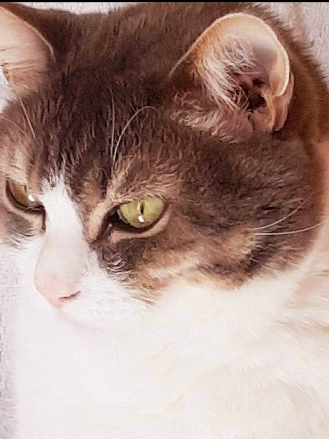 Chamalo a rejoint le concours — aidez-le/la à gagner de superbes lots ! carnivore, cat, domestic_short_haired_cat, felidae, fur, mammal, small_to_medium_sized_cats, snout, vertebrate, whiskers