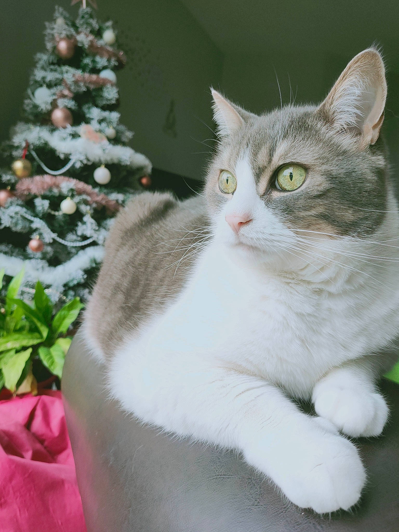 Chamalo a rejoint le concours — aidez-le/la à gagner de superbes lots ! carnivore, cat, christmas, christmas_decoration, christmas_eve, christmas_tree, collar, conifer, domestic_short_haired_cat, felidae, fir, fur, holiday, interior_design, ornament, pine_family, small_to_medium_sized_cats, snout, vertebrate, whiskers