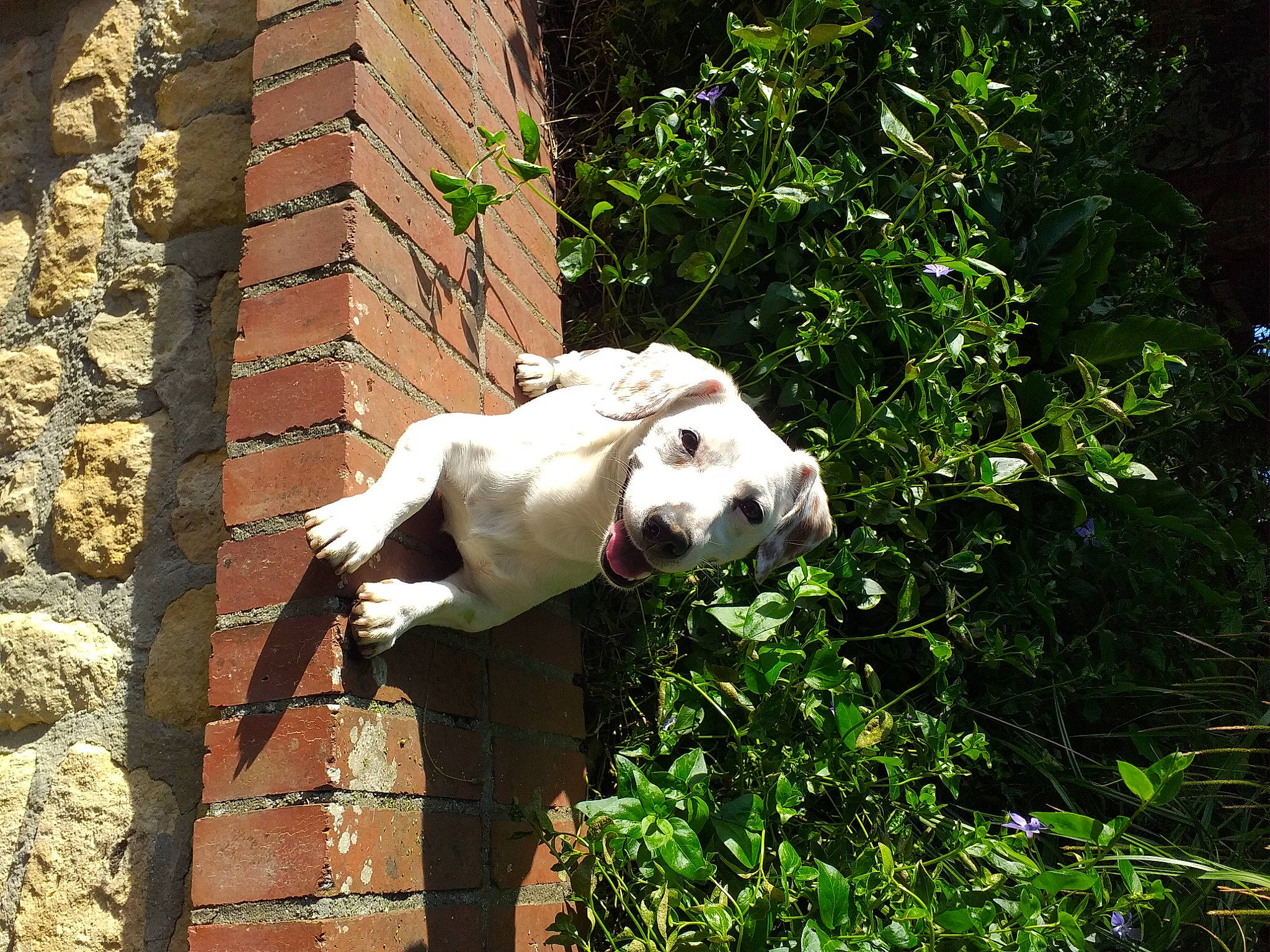 Otis participe au concours pour gagner de l'argent avec cette photo : art, brick, brickwork, building, canidae, companion_dog, dog, dog_breed, facade, fawn, grass, plant, sculpture, shrub, snout, sporting_group, tail, tree, wood, working_animal