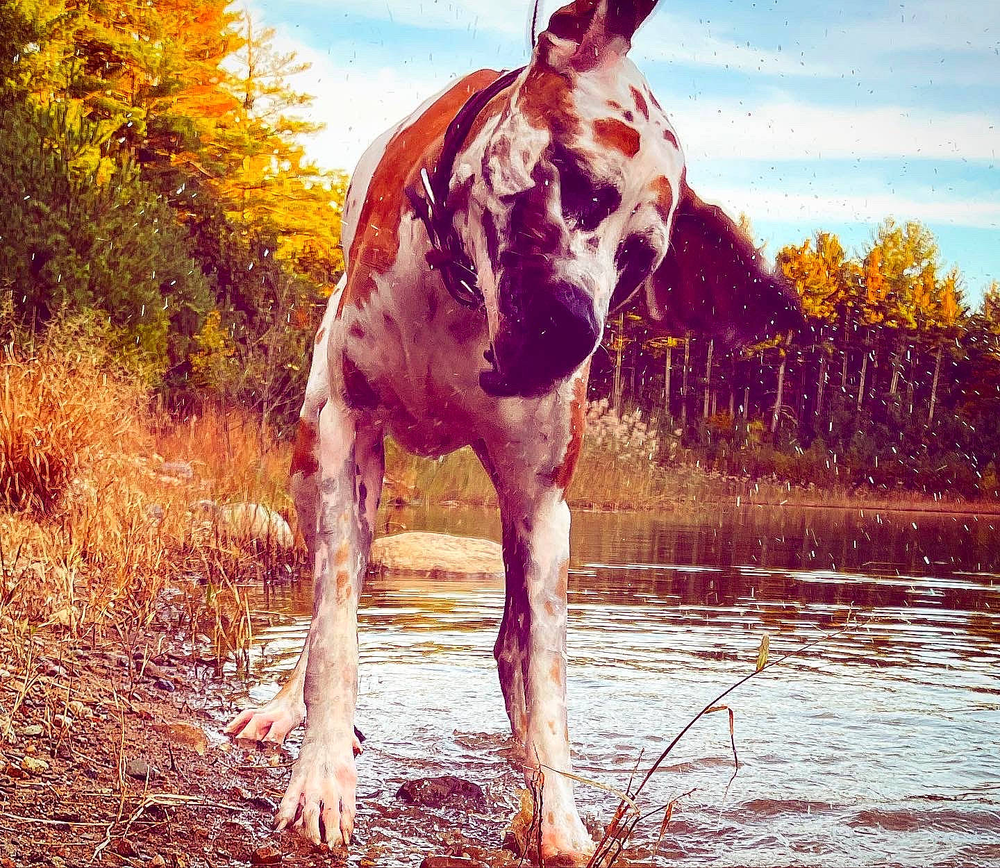 Magnolia joined the competition — help win amazing prizes! carnivore, cloud, dog_breed, fawn, giraffidae, grass, grassland, happy, landscape, liver, natural_landscape, people_in_nature, plant, rural_area, sky, sunlight, tree, water, wood, working_animal