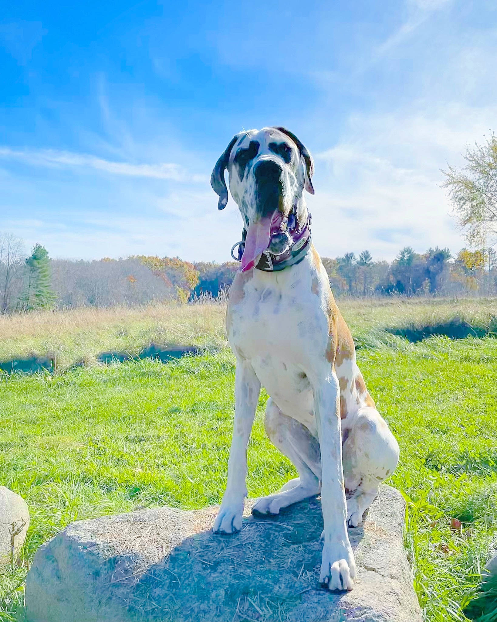 Magnolia joined the competition — help win amazing prizes! carnivore, cloud, collar, companion_dog, dog, dog_breed, dog_collar, fawn, grass, grassland, great_dane, gun_dog, landscape, meadow, plant, sky, snout, tail, tree, working_animal