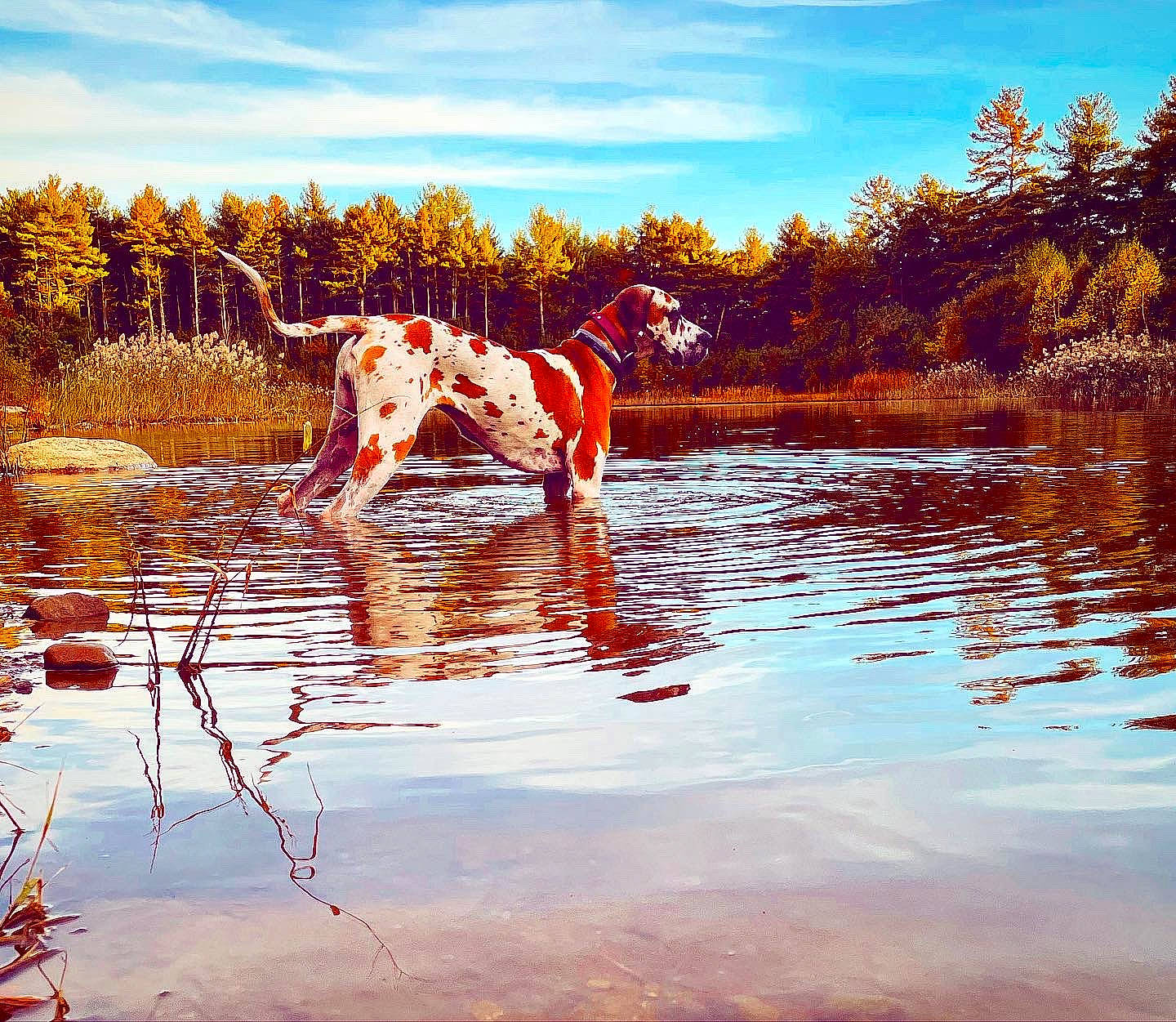 Magnolia joined the competition — help win amazing prizes! bank, calm, carnivore, cloud, dog, fawn, grass, happy, horizon, lake, landscape, natural_landscape, people_in_nature, plant, sky, tree, water, water_resources, watercourse, working_animal