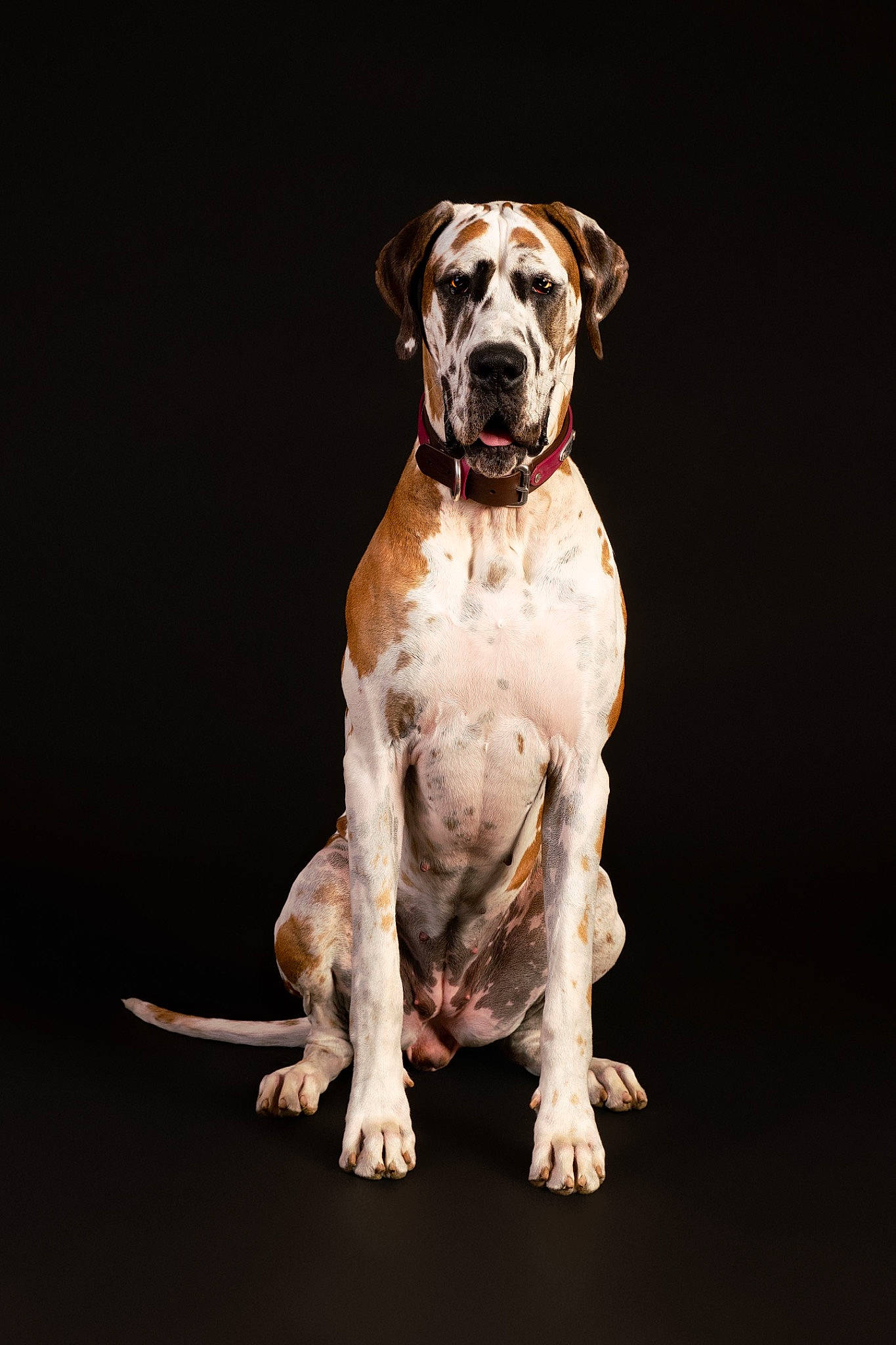 Magnolia joined the competition — help win amazing prizes! ancient_dog_breeds, art, bored, bulldog, canidae, carnivore, collar, companion_dog, dog, dog_breed, dog_collar, fawn, foot, molosser, paw, snout, sporting_group, tail, working_animal, working_dog