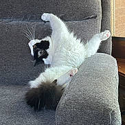 Munchkin joined the competition — help win amazing prizes! cat, black_and_white_cat, fluffy_tail, whiskers, paw, stretching, sofa, couch, armrest, upholstery, indoor, sunlight, relaxed, pet, mammal, fur, portrait, napping, cute, living_room