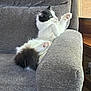 cat, black_and_white_cat, feline, pet, paw, whiskers, fluffy_tail, couch, armrest, upholstery, indoor, lounging, playful, curious, portrait, sunlight, window, furniture, relaxed, kitten_like