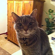 Squirt joined the competition — help win amazing prizes! cat, tabby_cat, feline, pet, domestic_cat, indoor, close_up, portrait, whiskers, collar, pet_tag, gray_fur, ears, eyes, cabinet, wood_cabinet, potted_plant, table, carpet, living_room