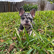 Stormy is registered to the contest to win money with this photo: puppy, dog, french_bulldog, grass, outdoor, pet, animal, young, greenery, nature, fence, curious, ears, snout, closeup, portrait, small, playful, cute, background