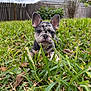 puppy, dog, french_bulldog, grass, outdoor, pet, animal, young, greenery, nature, fence, curious, ears, snout, closeup, portrait, small, playful, cute, background