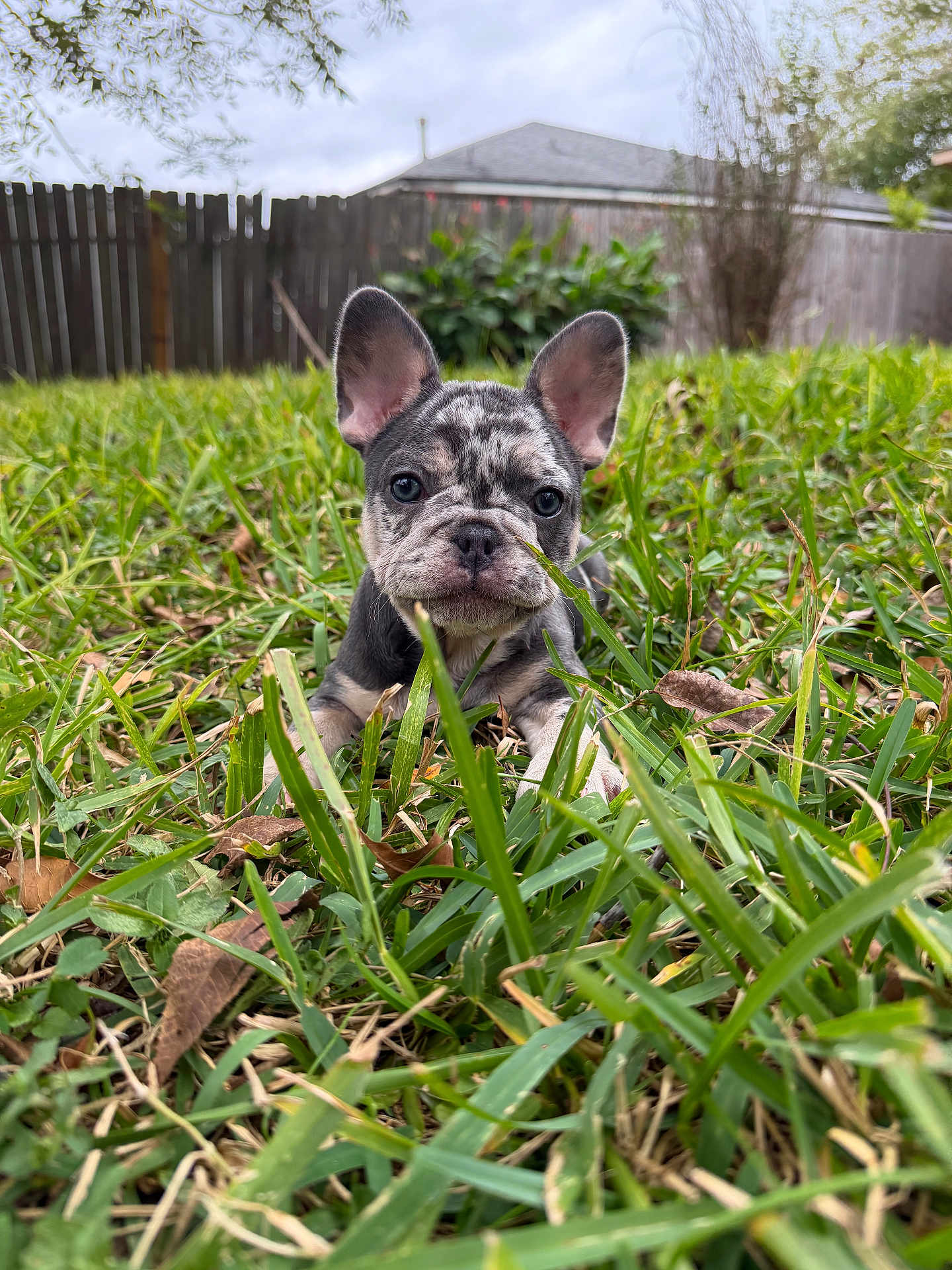 Stormy is registered to the contest to win money with this photo: puppy, dog, french_bulldog, grass, outdoor, pet, animal, young, greenery, nature, fence, curious, ears, snout, closeup, portrait, small, playful, cute, background