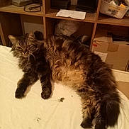 Neptune Et Nola a rejoint le concours — aidez-le/la à gagner de superbes lots ! cat, tabby, fluffy, long_hair, lounging, white_sheet, furniture, shelf, clutter, indoor, pet, relaxed, sleepy, animal, household, box, container, paper, cord, cubby