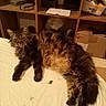 cat, tabby, fluffy, long_hair, lounging, white_sheet, furniture, shelf, clutter, indoor, pet, relaxed, sleepy, animal, household, box, container, paper, cord, cubby