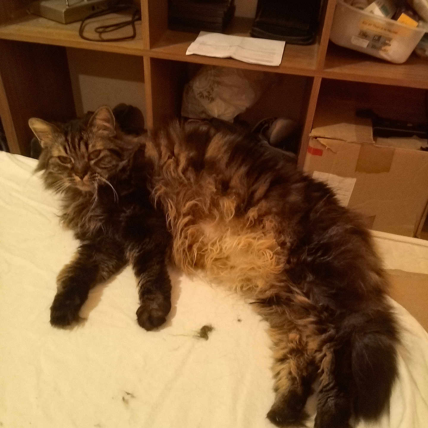 Neptune Et Nola a rejoint le concours — aidez-le/la à gagner de superbes lots ! cat, tabby, fluffy, long_hair, lounging, white_sheet, furniture, shelf, clutter, indoor, pet, relaxed, sleepy, animal, household, box, container, paper, cord, cubby