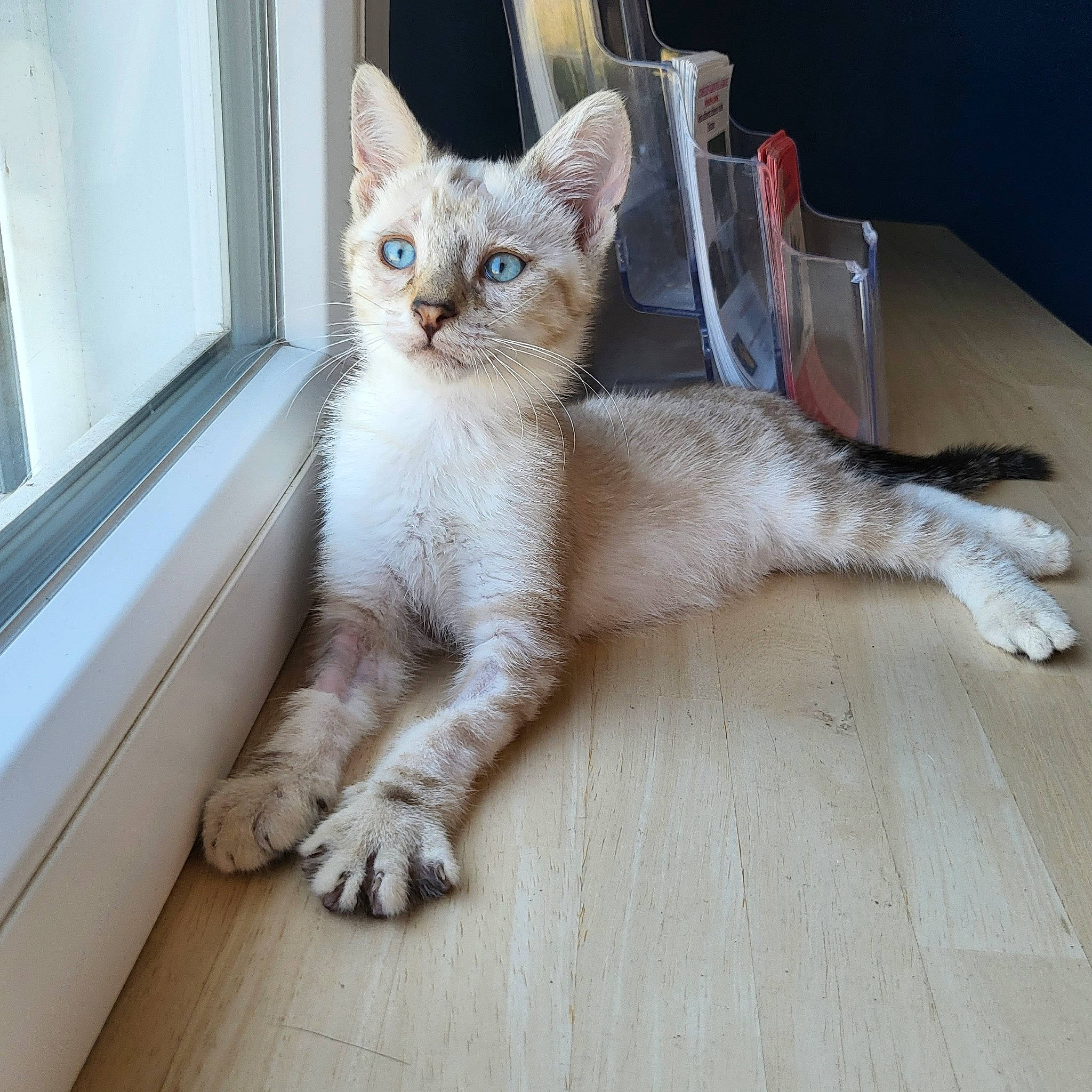 Albert participe au concours pour gagner de l'argent avec cette photo : carnivore, cat, claw, domestic_short_haired_cat, eye, fawn, felidae, flooring, fur, hardwood, paw, sitting, small_to_medium_sized_cats, snout, tail, terrestrial_animal, whiskers, window, wood, wood_flooring