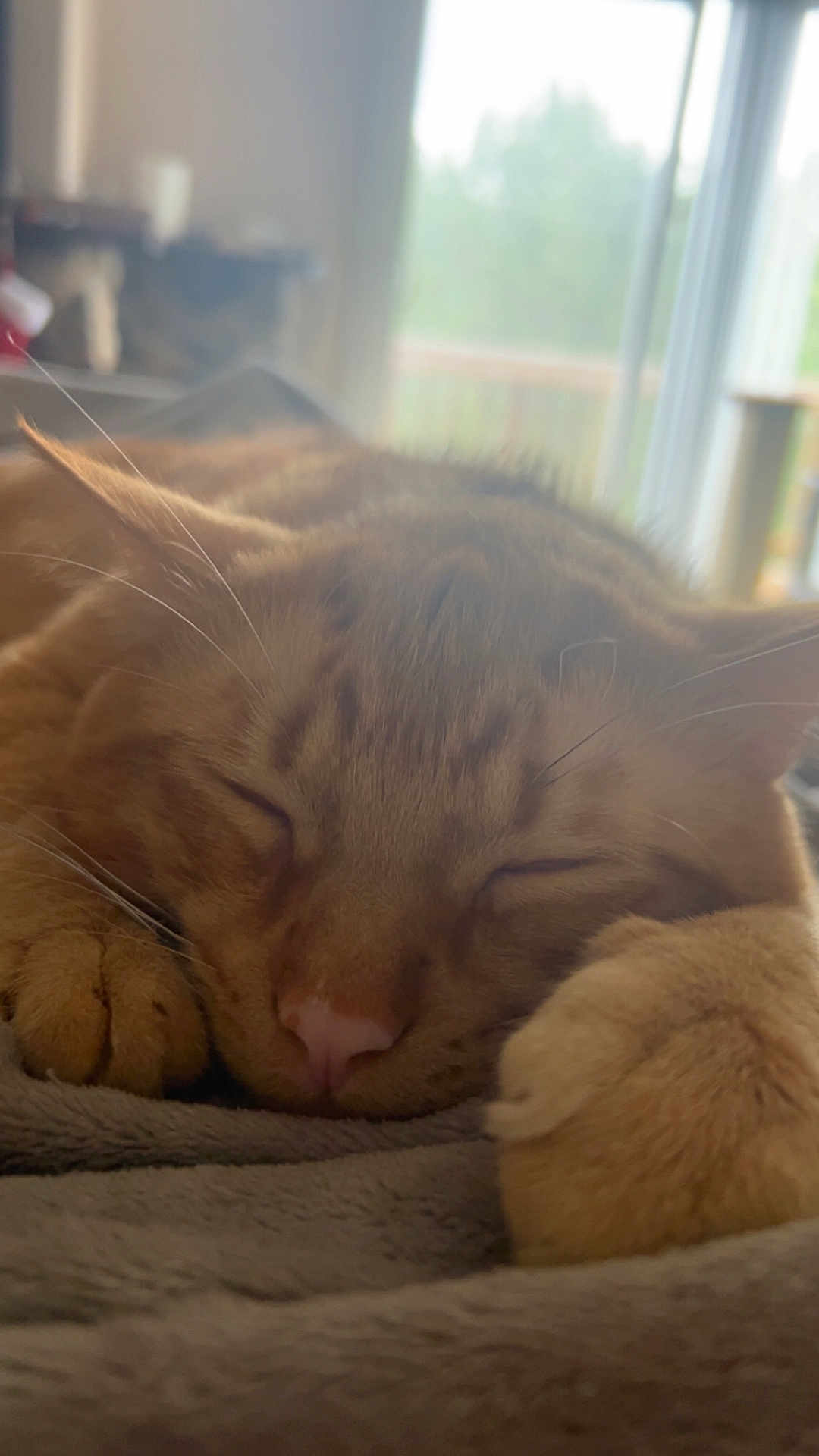 Chester