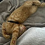 Chester joined the competition — help win amazing prizes! kitten, cat, sleeping, orange_tabby, paw, collar, pet, animal, feline, cozy, blanket, soft, cute, resting, domestic_cat, fur, whiskers, relaxation, indoor, nap