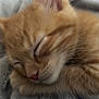 Chester joined the competition — help win amazing prizes! kitten, cat, sleeping, orange_cat, fur, closeup, cozy, blanket, soft, cute, pet, animal, whiskers, relaxing, nap, feline, indoor, young, peaceful, adorable
