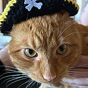Chester is registered to the contest to win money with this photo: cat, orange_tabby, close_up, pirate_hat, costume, whiskers, green_eyes, pet, cute, animal, feline, indoor, portrait, curious, face, hat, soft_fur, domestic_cat, attention, playful