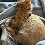 cat, kitten, orange_tabby, sleeping, cozy, blanket, soft_texture, fur, whiskers, curled_up, indoor, pet, animal, relaxing, closeup, domestic_cat, feline, companion, resting, cute