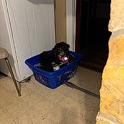 Sugarbear joined the competition — help win amazing prizes! dog, laundry_basket, clothes, floor, kitchen, appliance, cardboard_box, chair, indoor, pet, black_dog, collar, small_dog, tile_floor, domestic, home, resting, furniture, doorway, shadow