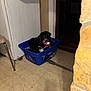 dog, laundry_basket, clothes, floor, kitchen, appliance, cardboard_box, chair, indoor, pet, black_dog, collar, small_dog, tile_floor, domestic, home, resting, furniture, doorway, shadow