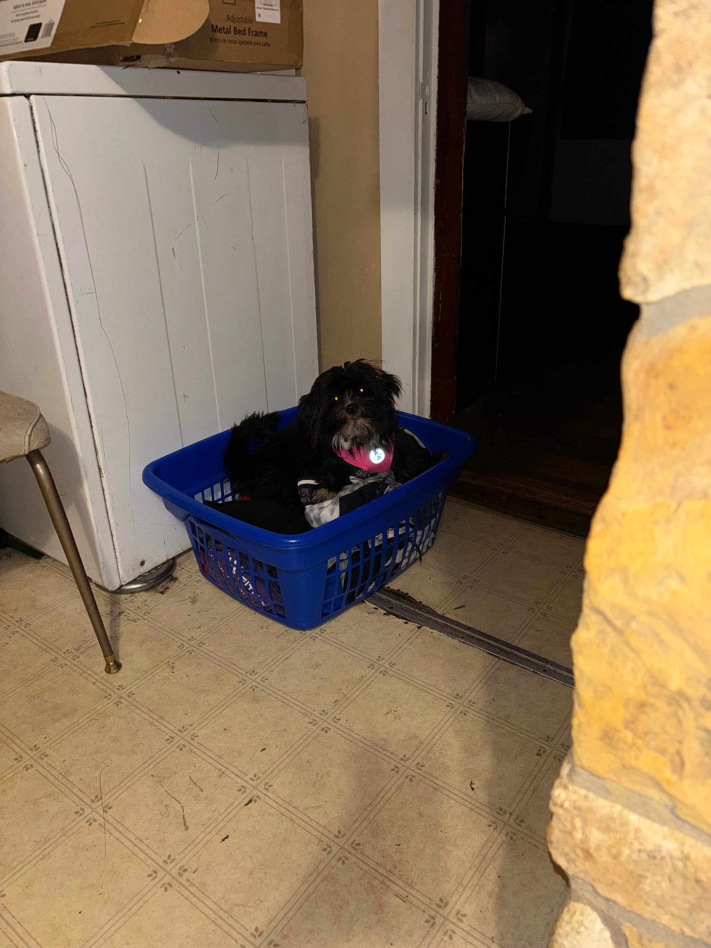 Sugarbear joined the competition — help win amazing prizes! dog, laundry_basket, clothes, floor, kitchen, appliance, cardboard_box, chair, indoor, pet, black_dog, collar, small_dog, tile_floor, domestic, home, resting, furniture, doorway, shadow