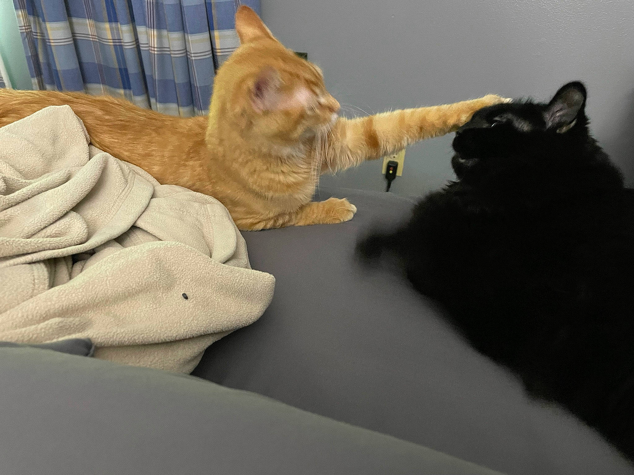 Boots joined the competition — help win amazing prizes! carnivore, cat, claw, comfort, domestic_short_haired_cat, fawn, felidae, finger, foot, fur, gesture, mammal, paw, sitting, small_to_medium_sized_cats, snout, tail, whiskers, window, wood