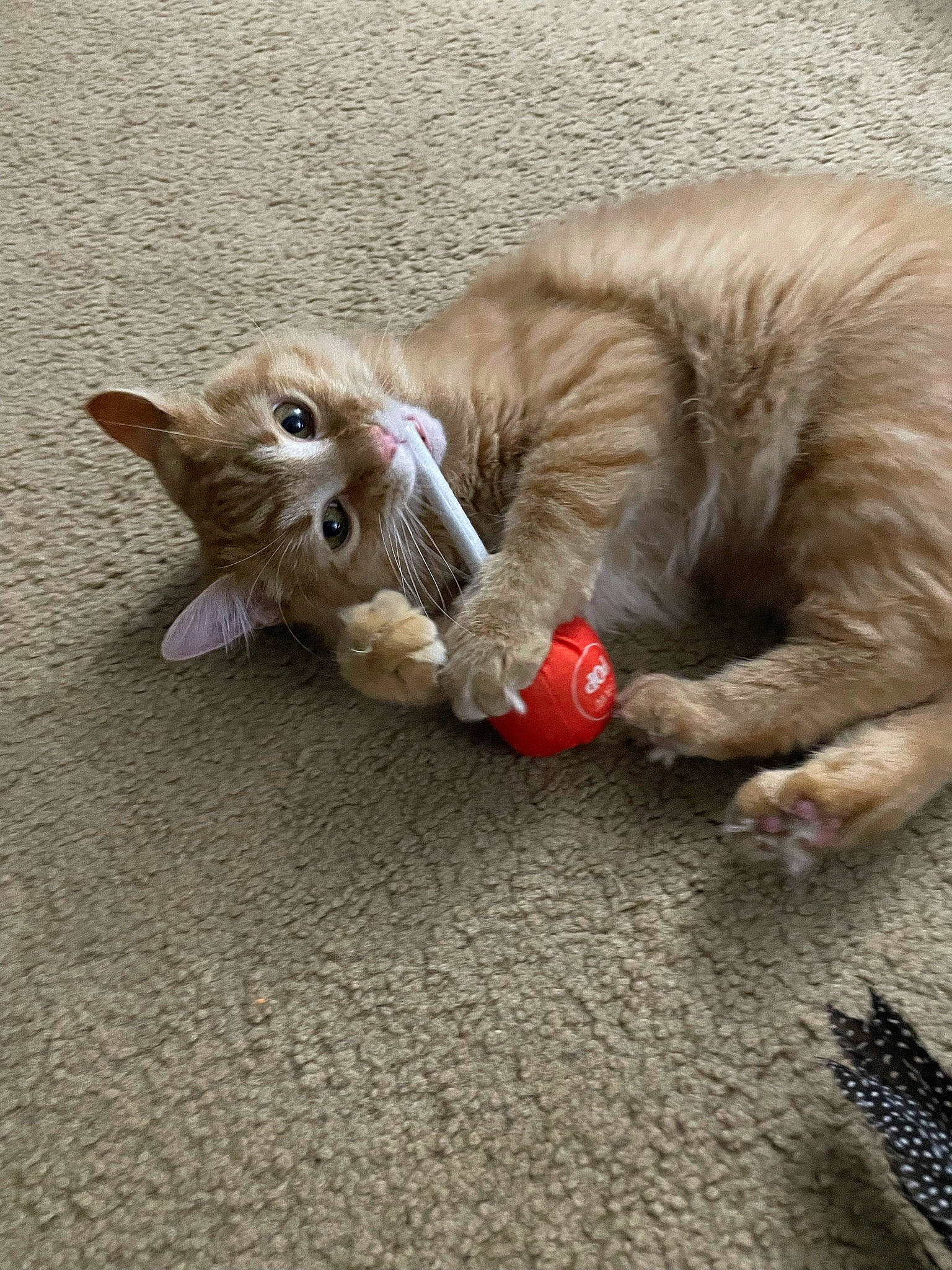 Boots joined the competition — help win amazing prizes! canidae, carnivore, cat, cat_toy, claw, companion_dog, dog_breed, domestic_short_haired_cat, fawn, felidae, flooring, fur, human_leg, paw, small_to_medium_sized_cats, snout, sporting_group, tail, whiskers, wood