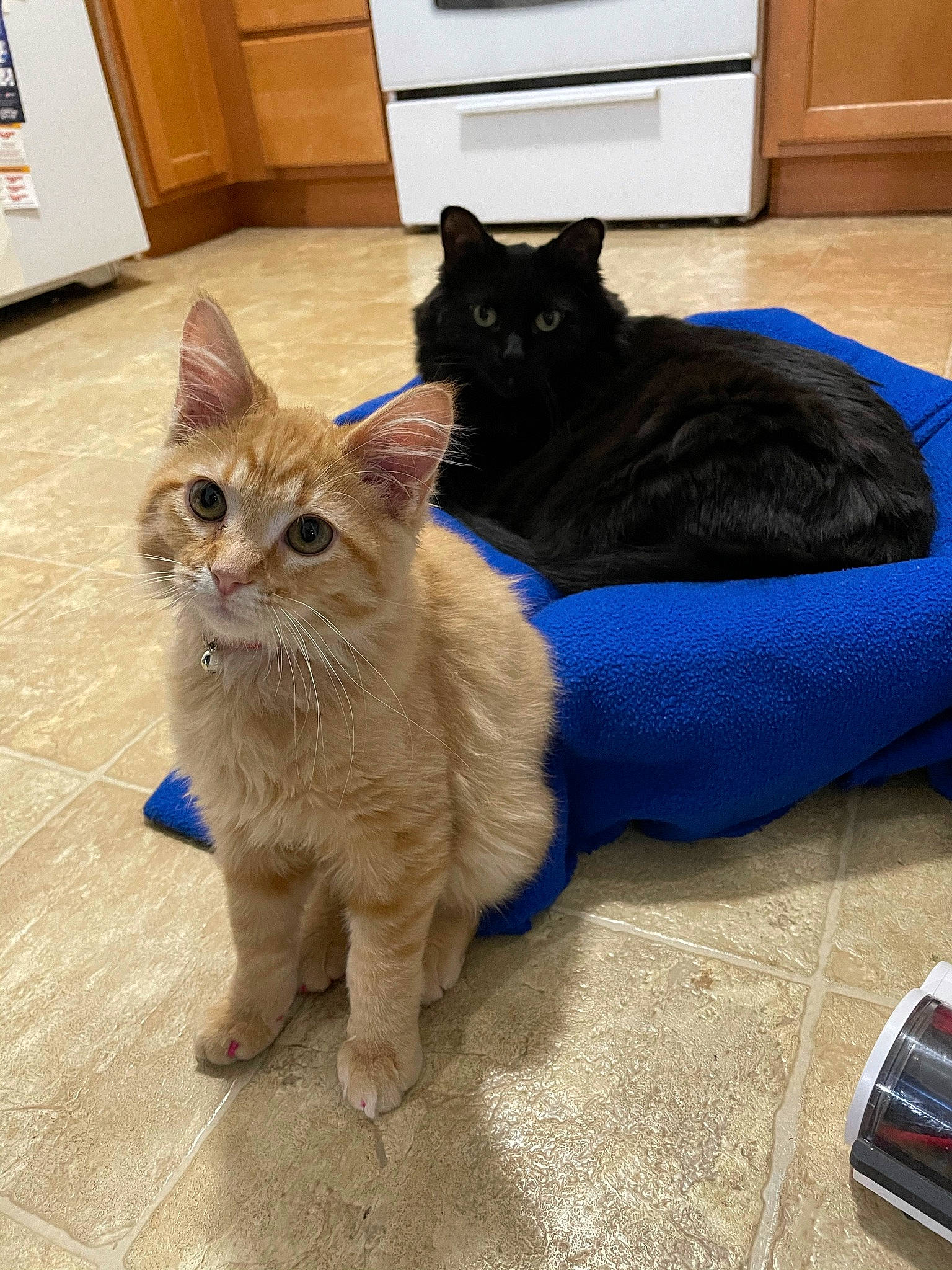 Boots joined the competition — help win amazing prizes! cabinetry, carnivore, cat, comfort, drawer, fawn, felidae, floor, flooring, fur, grey, hardwood, mammal, small_to_medium_sized_cats, snout, tail, vertebrate, whiskers, white, wood