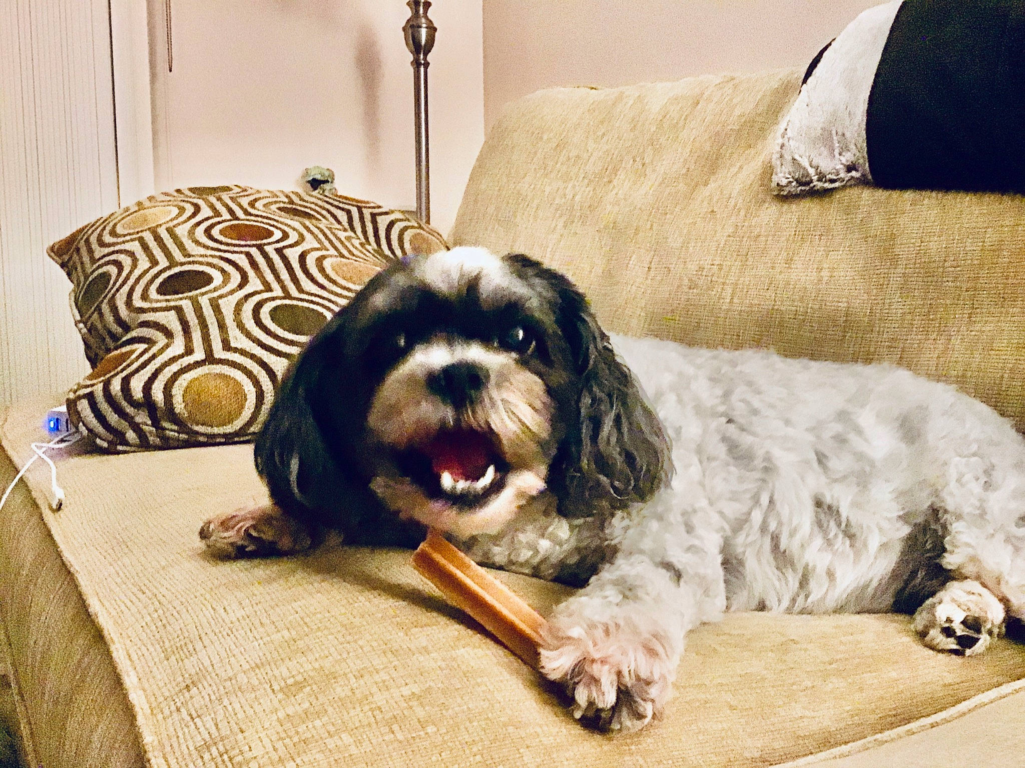Chloe joined the competition — help win amazing prizes! canidae, carnivore, cavapoo, cockapoo, companion_dog, dog, dog_breed, home, king_charles_spaniel, lhasa_apso, mammal, petit_basset_griffon_vendeen, puppy, rare_breed_dog, shih_tzu, spaniel, sporting_group, tibetan_terrier, toy_dog, vertebrate