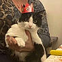 cat, black_and_white, crown, paper_crown, pet, indoor, person, holding, table, patterned_clothing, hand, feline, domestic_animal, cute, face, fur, sitting, animal, confused, regal